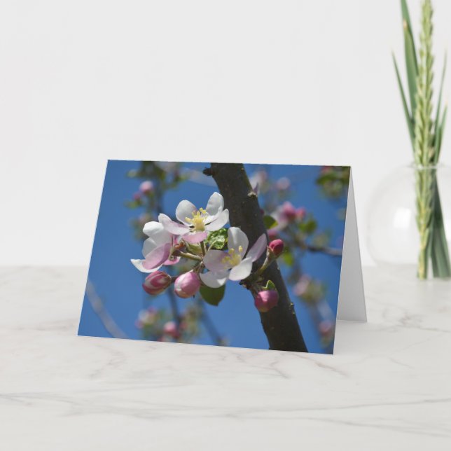 Apple blossoms - A blooming branch of apple tree  Card (Front)