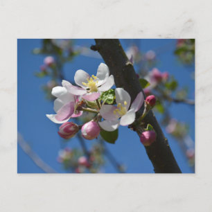 Apple blossoms - A blooming branch of apple tree  Postcard