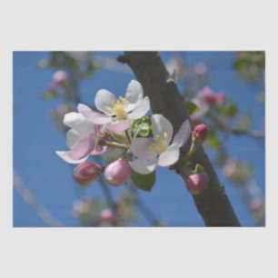 Apple blossoms - A blooming branch of apple tree Tissue Paper