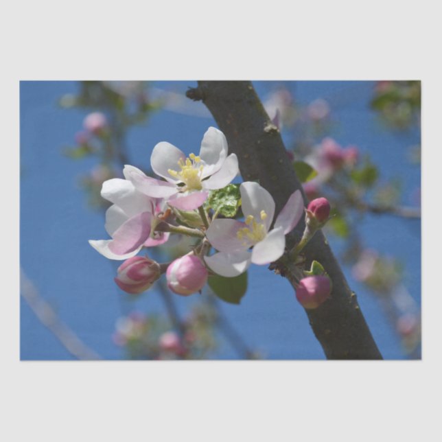 Apple blossoms - A blooming branch of apple tree Tissue Paper (Front)