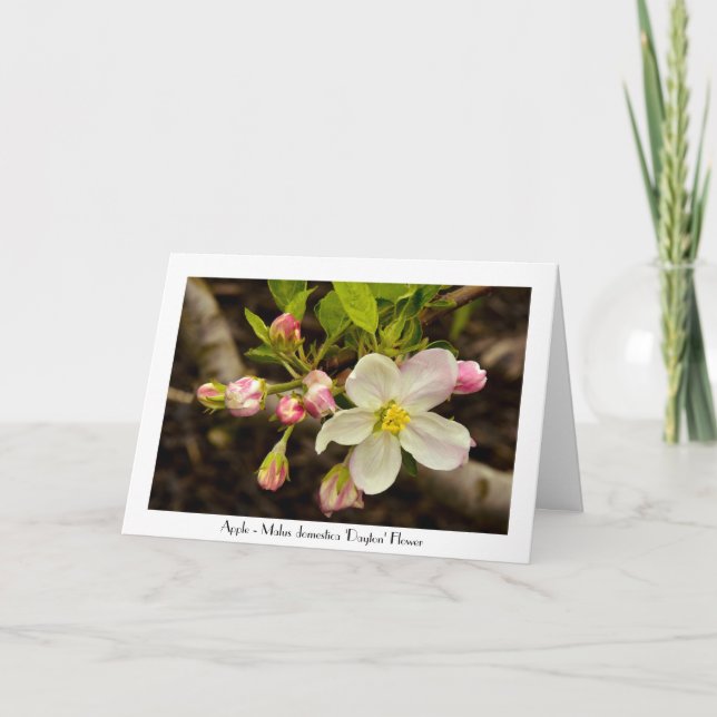 Apple Blossoms All Occasion Greeting Thank you Card (Front)