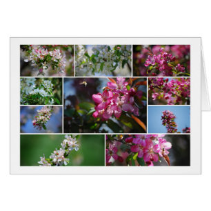 Apple Blossoms and Honey Bees