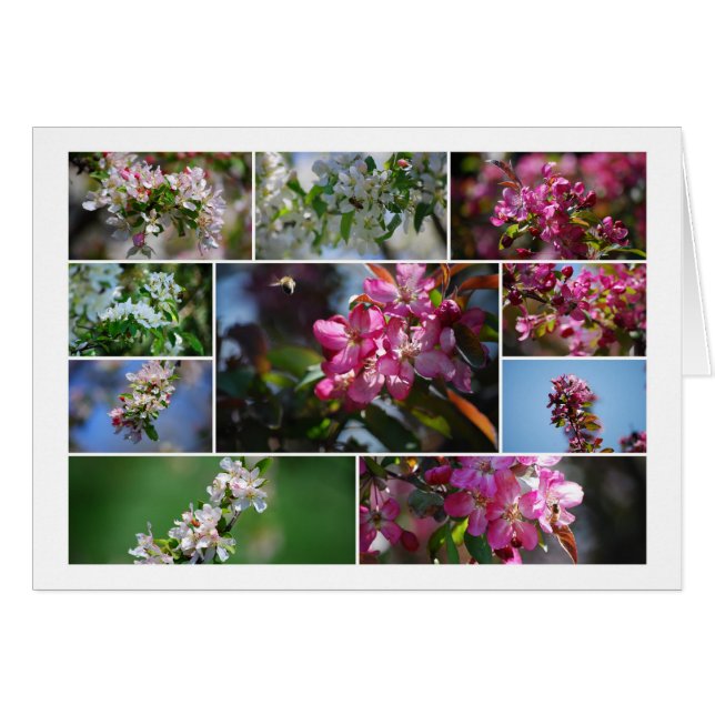 Apple Blossoms and Honey Bees (Front Horizontal)