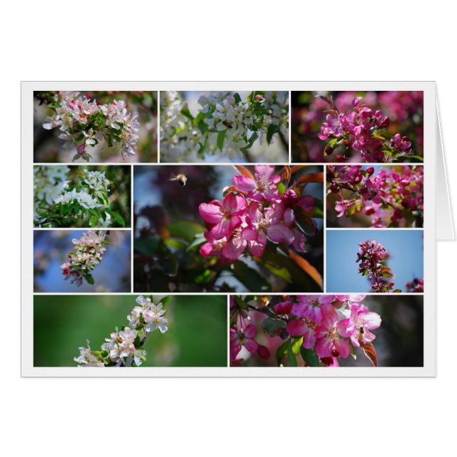 Apple Blossoms and Honey Bees Collage (Front Horizontal)