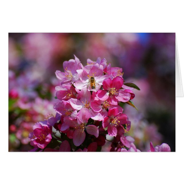 Apple Blossoms and Honeybee (Front Horizontal)