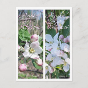 APPLE BLOSSOMS BOOKMARKS POSTCARD
