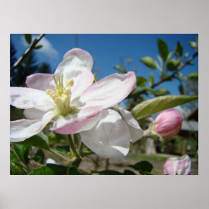 APPLE BLOSSOMS Flowers Art Prints Framed Art