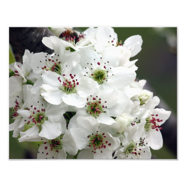 Apple Blossoms in Spring Photo Print (Front)