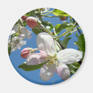 APPLE BLOSSOMS MAGNETS Pink Blossoms Apple