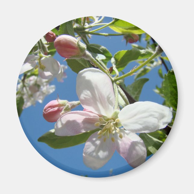 APPLE BLOSSOMS MAGNETS Pink Blossoms Apple (Front)