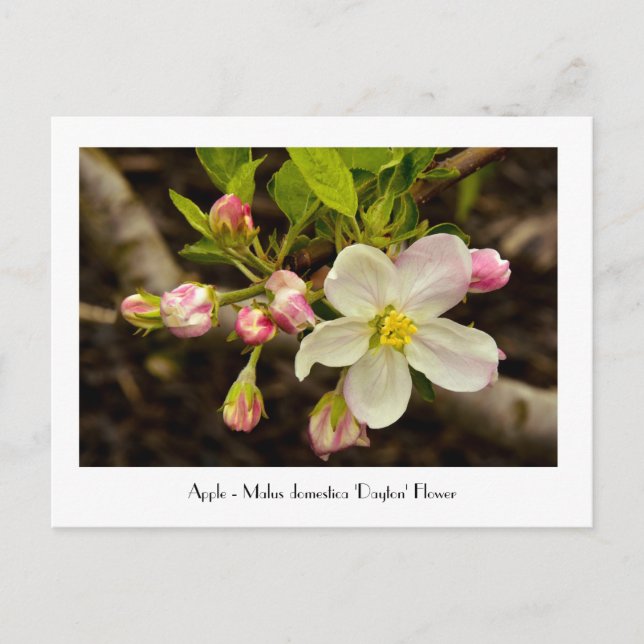 Apple Blossoms - Malus domestica 'Dayton' Flower Postcard (Front)