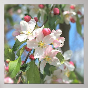 Apple Blossoms Pink White Flowers Poster