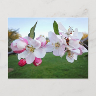 Apple Blossoms Postcard