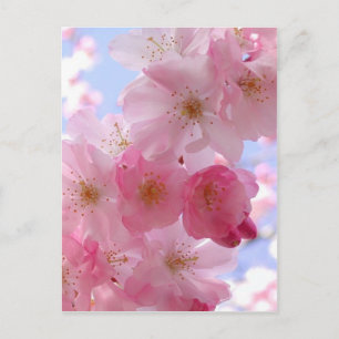 apple blossoms postcard