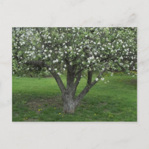 Apple Blossoms Postcard