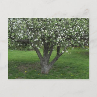 Apple Blossoms Postcard