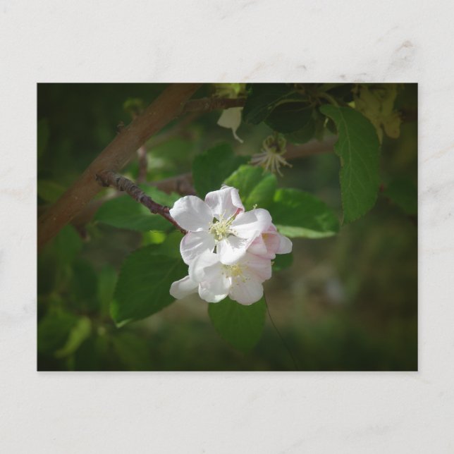 Apple Blossoms Postcard (Front)