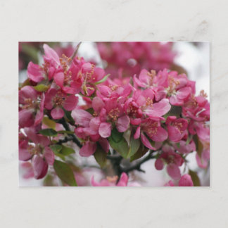 Apple Blossoms Postcard