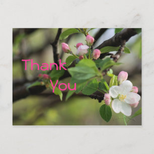 Apple Blossoms Postcard- customise any occasion Postcard