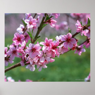 Apple Blossoms Poster