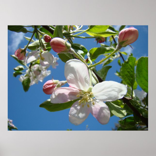 APPLE BLOSSOMS SPRING Flowers Art Prints Posters (Front)