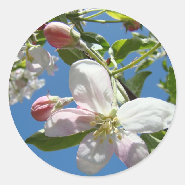 APPLE BLOSSOMS STICKERS STICKER SHEETS Gifts (Front)