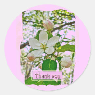 Apple Blossoms Thank You Stickers