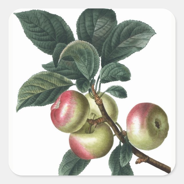 APPLE BRANCH SQUARE STICKER (Front)