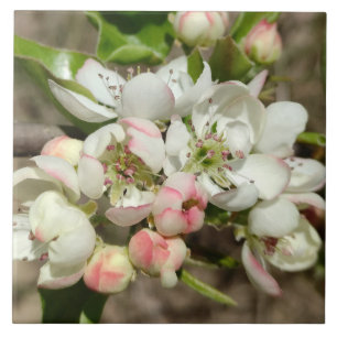 Apple buds flower ceramic tile