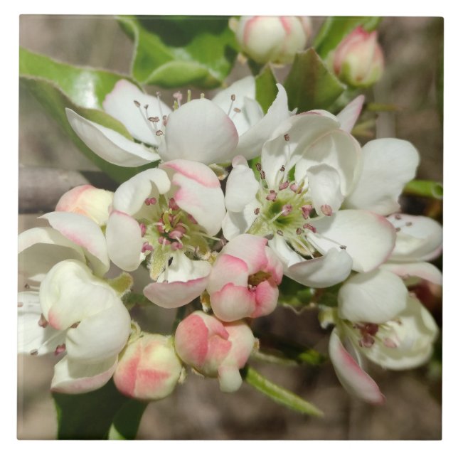 Apple buds flower ceramic tile (Front)
