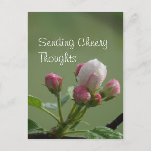 Apple Buds Postcard- customise Postcard