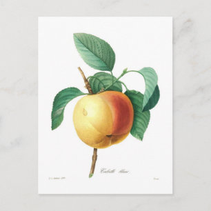 Apple 'Calville blanc' Postcard