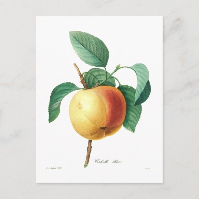 Apple 'Calville blanc' Postcard (Front)