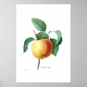 Apple 'Calville blanc' Poster