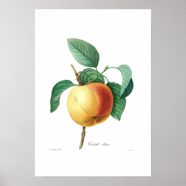 Apple 'Calville blanc' Poster (Front)