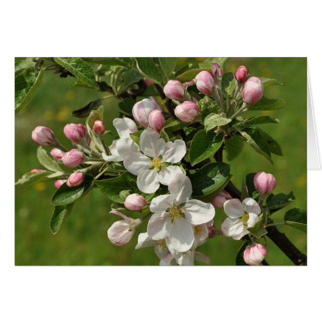 Apple Flower Card (Front Horizontal)