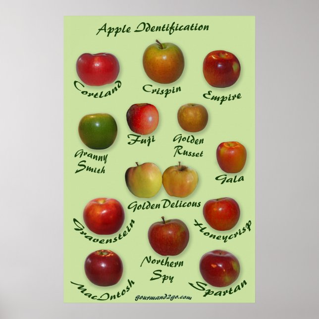Apple Identification Poster (Front)