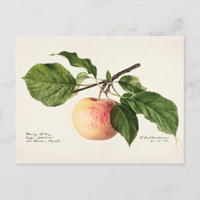 Apple (Malus Domestica) Fruit Watercolor Painting Postcard (Front)