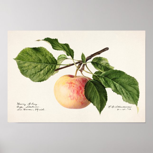 Apple (Malus Domestica) Fruit Watercolor Painting Poster (Front)