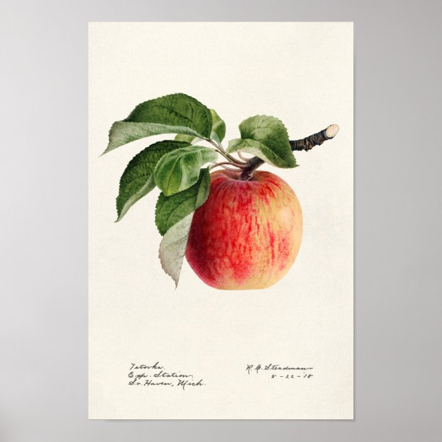 Apple (Malus Domestica) Fruit Watercolor Painting Poster (Front)