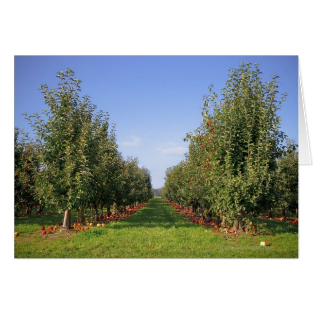Apple Orchard (Front Horizontal)