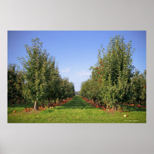 Apple Orchard Poster