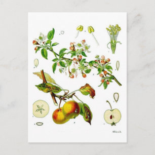 Apple Postcard