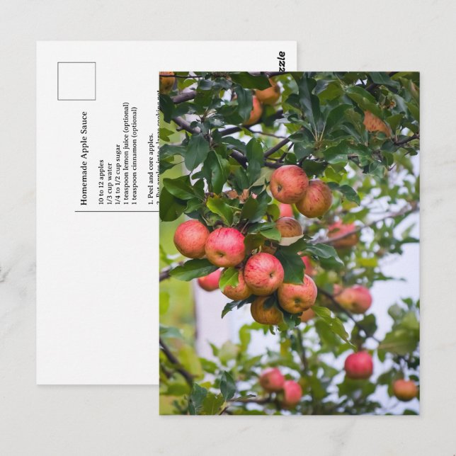 Apple Sauce Recipe Postcard (Front/Back)