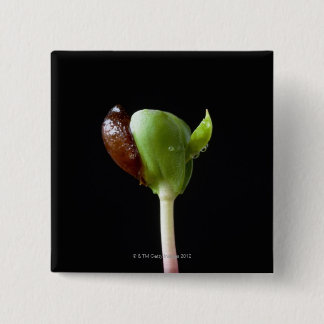 Apple seedlings with seed shell 15 cm square badge
