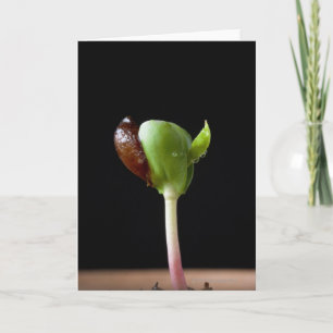 Apple seedlings with seed shell card