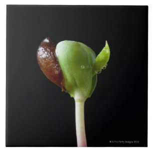 Apple seedlings with seed shell ceramic tile