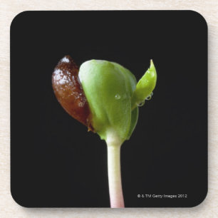 Apple seedlings with seed shell coaster