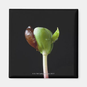 Apple seedlings with seed shell magnet