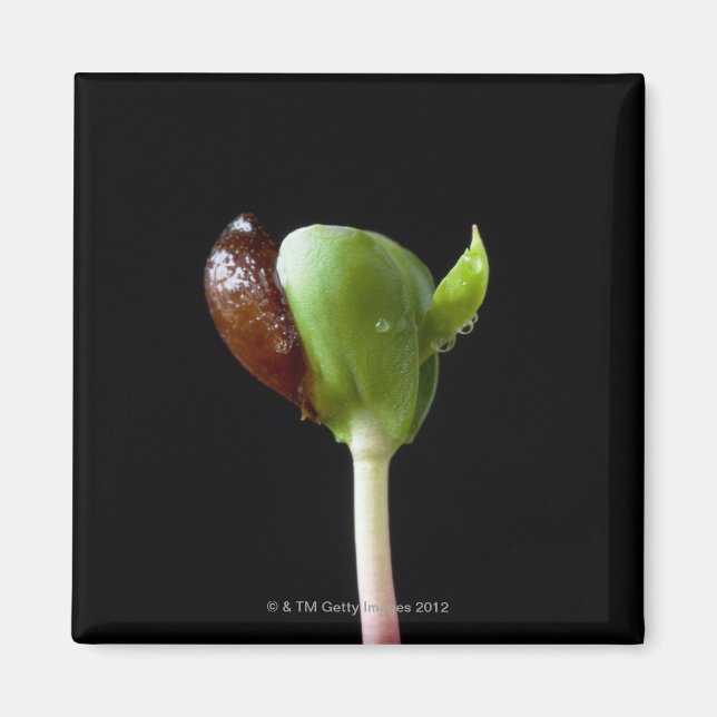 Apple seedlings with seed shell magnet (Front)